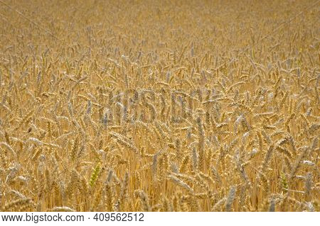 Spikelets Of Golden Wheat In The Field. Ripe Big Golden Ears Of Wheat On A Yellow Background Of The 