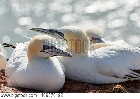 A Colony Of Gannets Sit On A Rock. Sea In The Background. Helgoland