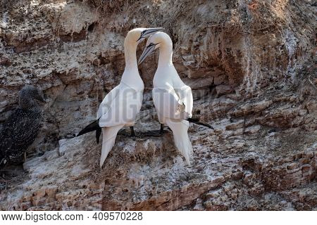 Two Gannets Cuddle With Each Other, Beaks Together. Welcome After Landing On A Rock. Sea In The Back