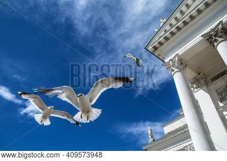 The Seagulls Flying On A Clear Sky Above The Roofs And Heads Of People In Helsinki. They Are Curious