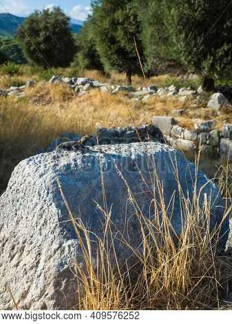 Lizard basking in the sun on stone on ruins of Xanthos Ancient City, Nature of Turkey, Sunny day
