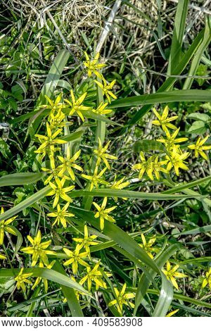 Yellow Gagea Flower In A Forest At Spring
