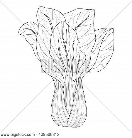 Bok Choy Cabbage.coloring Book Antistress For Children And Adults. Illustration Isolated On White Ba