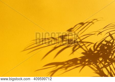 Stylish Summer Abstract Background. Shadow Of Tropical Palm Tree Leaves On Bright Yellow Background.