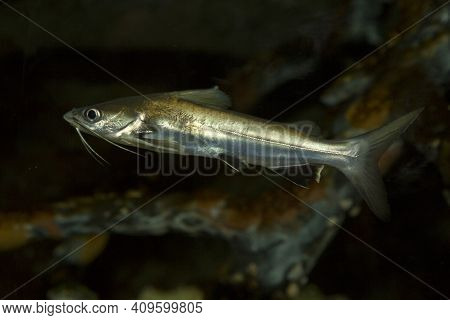 Long Whiskers Catfish (mystus Gulio) In Aquarium.