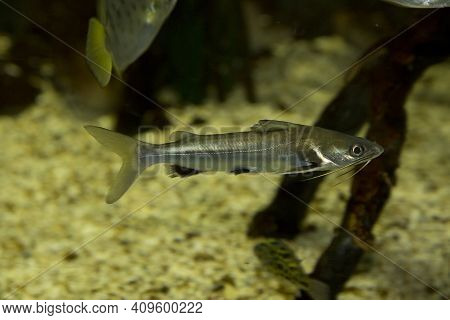 Long Whiskers Catfish (mystus Gulio) In Aquarium.