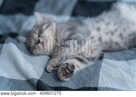 Cute Kitten Lies On Back And Sleeping. Tabby Scottish Kitty Gray Funny Lying And Sleeping On Bed. Lo