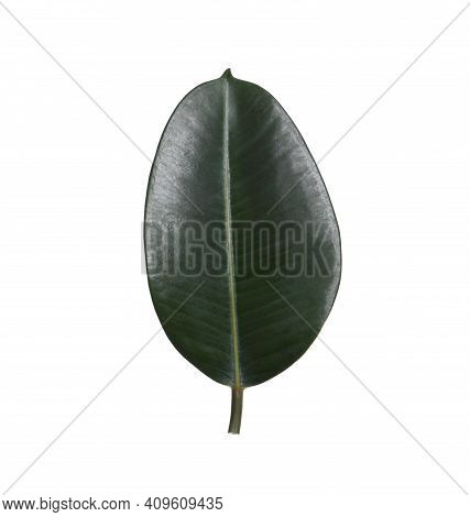 Fresh Green Leaf Of Ficus Elastica Plant Isolated On White