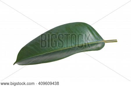 Fresh Green Leaf Of Ficus Elastica Plant Isolated On White