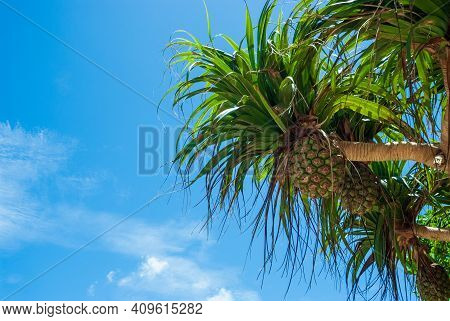 Blue Sky And Tropical Plant Adan Fruit