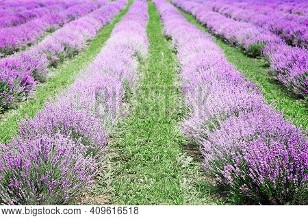 Lavender Fields In Italy And Italian Rural Landscape. Picturesque Valley With Violet Rows Of Lavanda