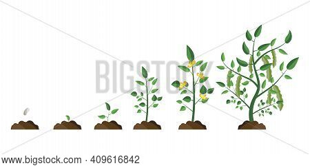 Flat Tree Growth Process. Tree Vector Icon. Nature Background Vector. Stock Image. Eps 10.