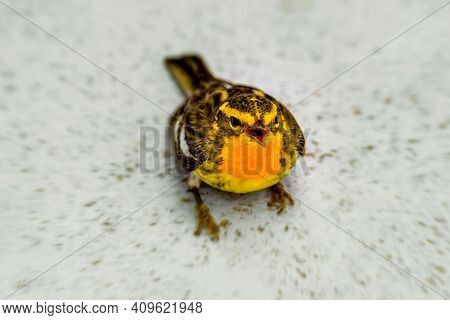Blackburnian Warbler  On The Pavement Wating Something To Eat