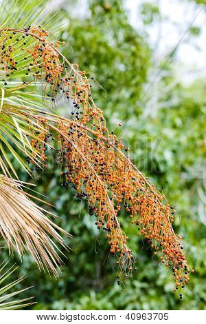 vegetação no Parque Nacional Everglades, Florida, Estados Unidos da América