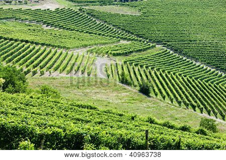 Vineyars poblíž Barbaresco, Piemont, Itálie