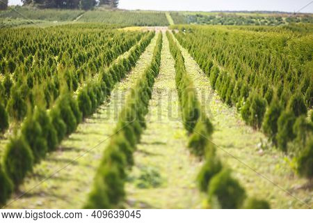 Rows Of Young Conifers In Greenhouse With A Lot Of Plants On Plantation