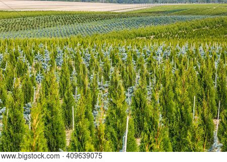 Rows Of Young Conifers In Greenhouse With A Lot Of Plants On Plantation
