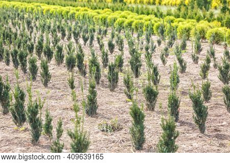 Rows Of Young Conifers In Greenhouse With A Lot Of Plants On Plantation