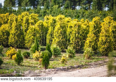 Rows Of Young Conifers In Greenhouse With A Lot Of Plants On Plantation