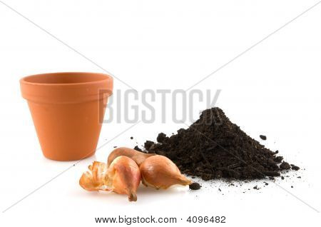 Trädgårdsskötsel med Flowerbulbs