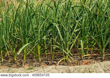 Garlic Is A Species In The Onion Genus And Garlic Is Loaded With Good-for-you Vitamins And Minerals 