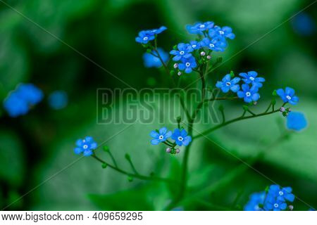 Brunner, The Forget-me-not, Beautiful Blue Spring Flowers In The Meadow, Floral Background Of Delica