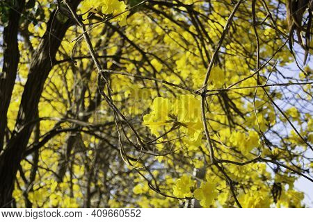 Beautiful Yellow Summer Flower Blossom, Stock Photo