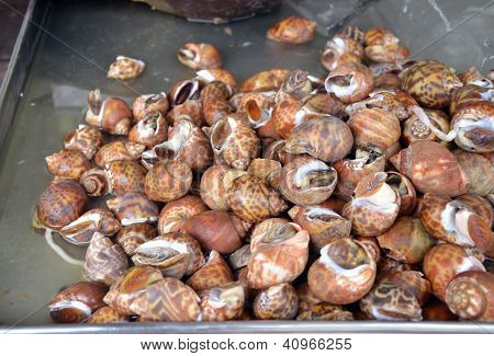 Plânctons no mercado fresco