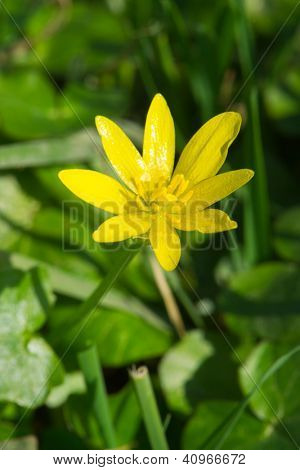 Gelbe Scharbockskraut in der Natur