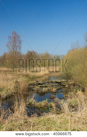 Bažina v holandské Biesbosch