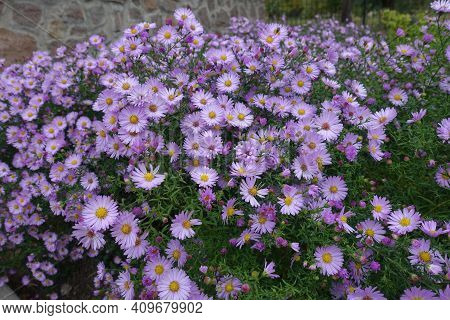 Aster Dumosus With Lots Of Pink Flowers In October