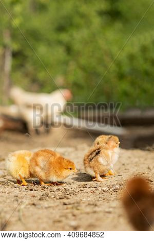 Portrait Of Easter Little Fluffy Chickens Walking In The Yard On The Farm Yard On A Sunny Spring Day
