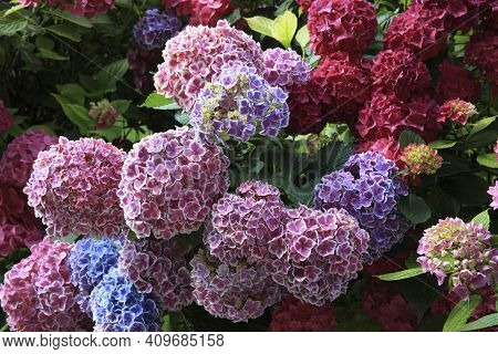 Lainate (mi), Italy - June 16, 2018: Hortensia Flower In Villa Litta Borromeo Visconti Park, Lainate