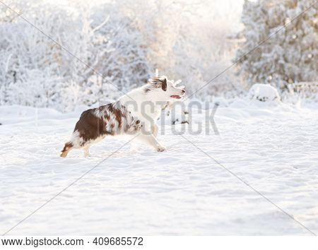 Australian Shepherd Dog Merle Runinng In Winter Forest. Outdoor