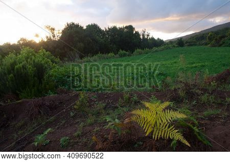 Rural Landscape And Fern In The Foreground. Barlovento. La Palma. Canary Islands. Spain.