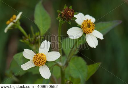 Flowers Of Black-jack Bidens Pilosa. Barlovento. La Palma. Canary Islands. Spain.