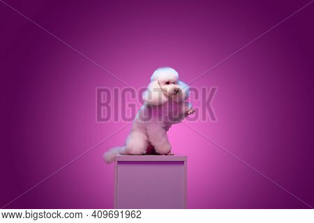 White Poodle Sitting On Pedestal Isolated On Purple Background In Neon Light.