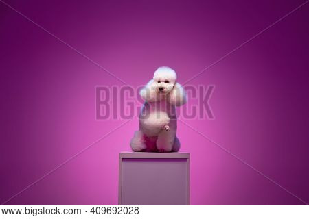 White Poodle Sitting On Pedestal Isolated On Purple Background In Neon Light.