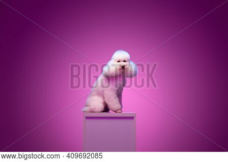White Poodle Sitting On Pedestal Isolated On Purple Background In Neon Light.