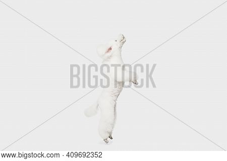 Funny White Poodle Dog Jumping Isolated Over White Background.