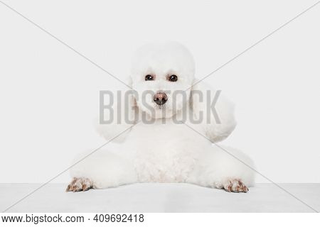 Close-up Portrait Of White Dog Poodle Isolated Over White Background.