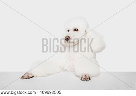 Small Funny Dog White Poodle Posing Isolated Over White Background.