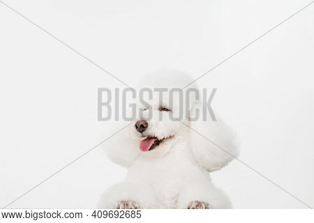 Close-up Portrait Of White Dog Poodle Isolated Over White Background.