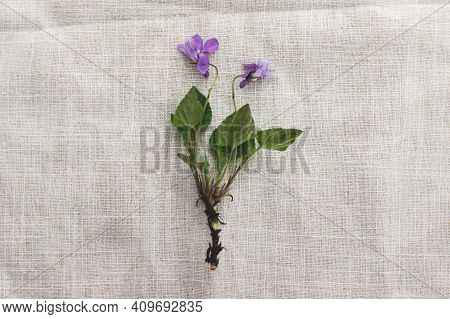 Viola Reichenbachiana Flower On Rustic Linen Cloth Background, Flat Lay With Space For Text. Hello S