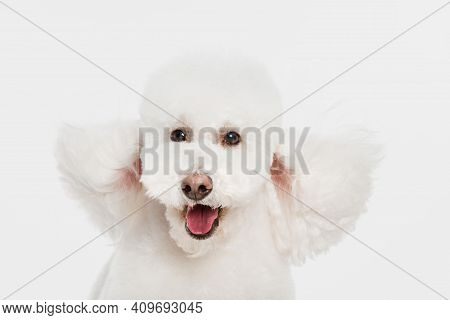 Close-up Portrait Of White Dog Poodle Isolated Over White Background.
