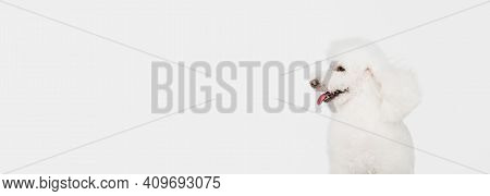 Small Funny Dog White Poodle Posing Isolated Over White Background.