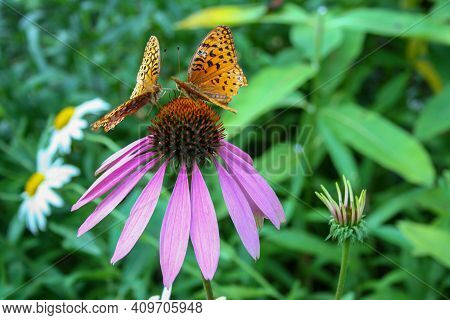 Stunning Monarch Butterfly On A Pretty Flower In Nature