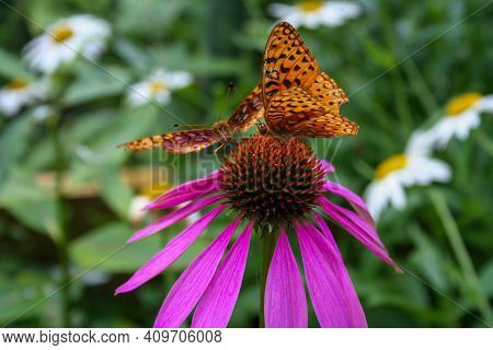 Stunning Monarch Butterfly On A Pretty Flower In Nature