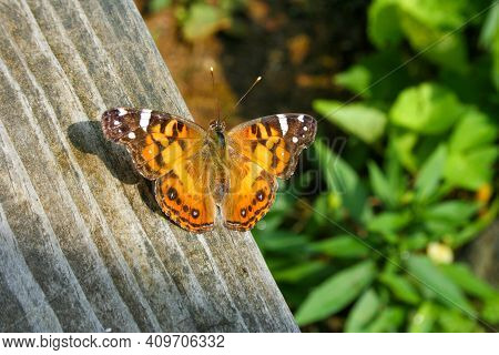 Stunning Monarch Butterfly On A Piece Of Wood In Nature