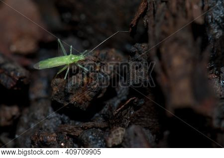 Bug On The Forest Floor. Cubo De La Galga. La Palma. Canary Islands. Spain.